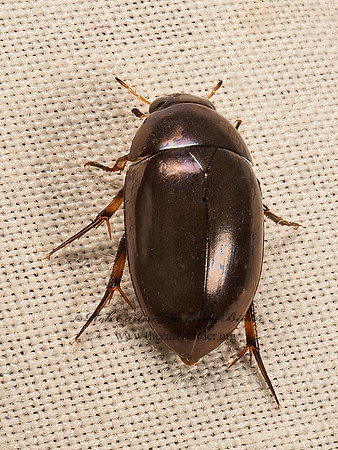Tropisternus tp1  WATER SCAVENGER BEETLE 9050441z