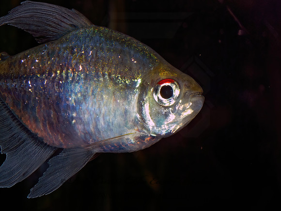 Moenkhausia pittieri  DIAMOND TETRA 4002674z
