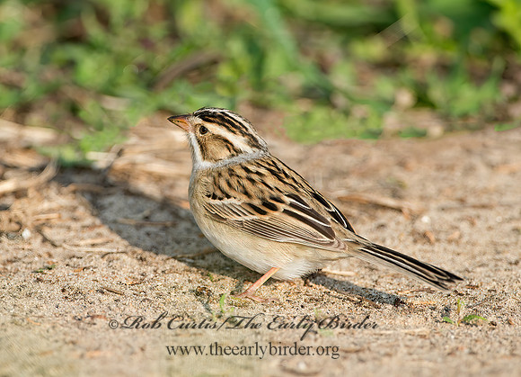 Spizella pallida  CLAY-COLORED SPARROW 9037372z