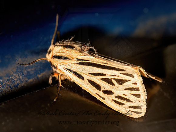 Apantesis arge ARGE TIGER MOTH 9086956z
