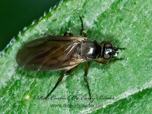 Gymnophora luteiventris  SCUTTLE FLY~ 6015418z