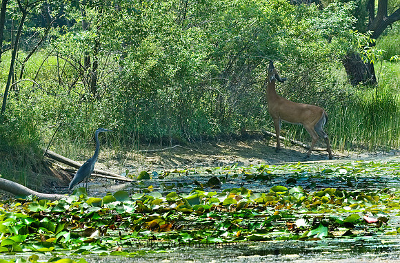 Odocoileus virginianus  WHITE-TAILED DEER 5009454z