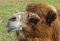 Camelus bactriaus  BACTRIAN CAMEL 279516z