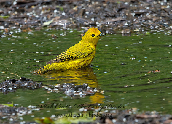 Setophaga petechia  YELLOW WARBLER 9046176z