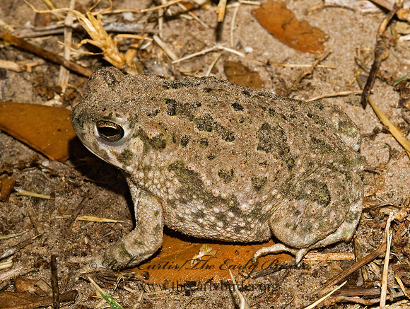 Anaxyrus speciosus  TEXAS TOAD 7005128 z