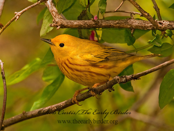 Setophaga petechia  YELLOW WARBLER 3002077z