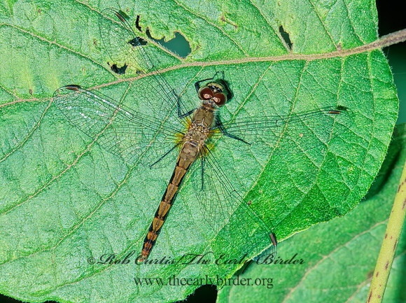 Sympetrum obtusum WHITE-FACED MEADOWHAWK 211027 Fz