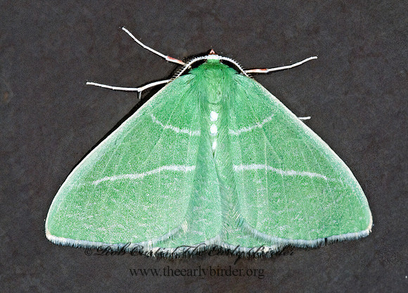 Nemoria unitaria  SINGLE-LINED EMERALD 6027648z