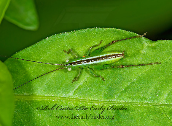 Conocephalus 6008902z