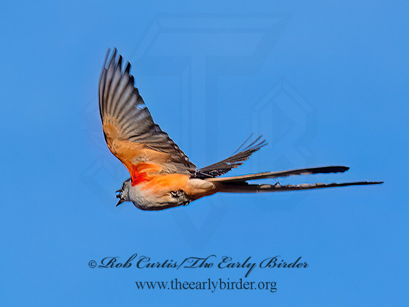 Tyrannus forficatus SCISSOR-TAILED FLYCATCHER 9091937z