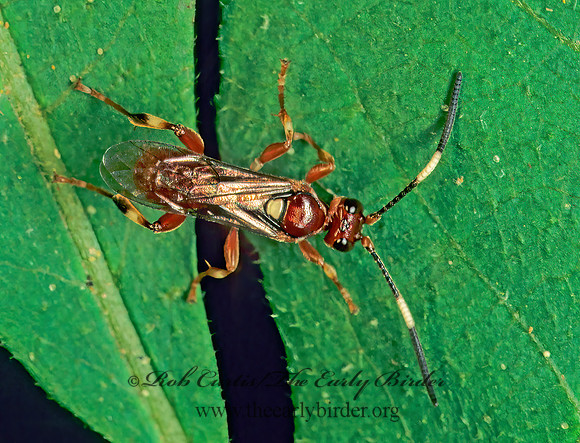 Barichneumon~ 172703z