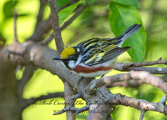 Setophaga pennsylvanica  CHESTNUT-SIDED WARBLER 9046517z