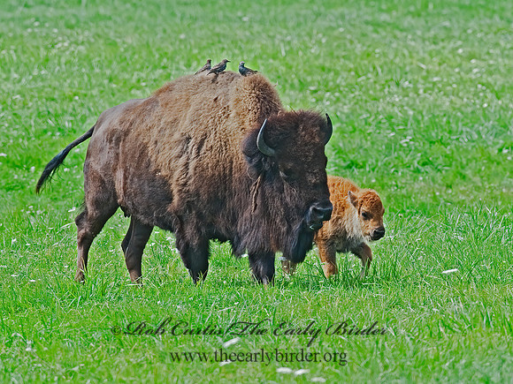 Bison bison  BISON 8023913z