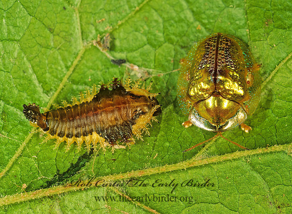 Coptocycla texana TORTOISE BEETLE 89516z