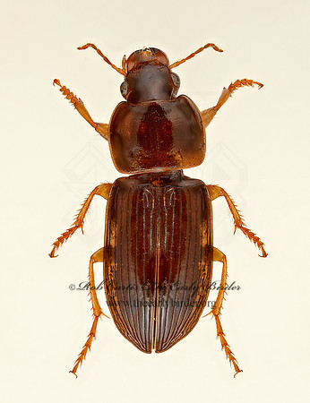 Selenophorus gagatinus~ 9020279  z