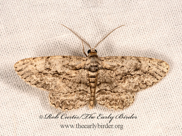Anavitrinella pampinaria  COMMON GRAY 3041674-z