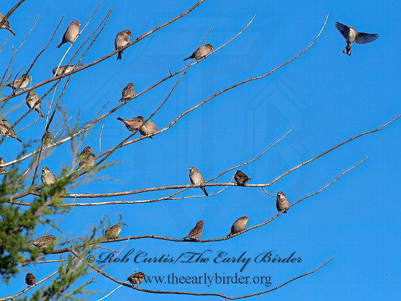 Passer domestica HOUSE SPARROW 6041593z