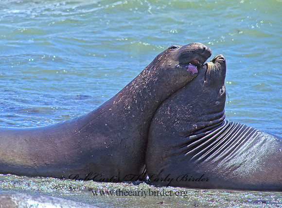 Mirounga angustirostris  NORTHERN ELEPHANT SEAL 110924z