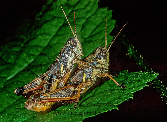 Melanoplus islandicus  ISLAND SHORT-WING GRASSHOPPER 1275613z
