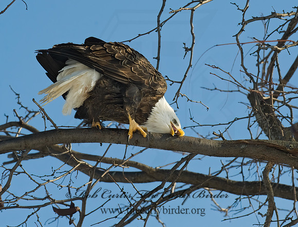 Haliaeetus leucocephalus  BALD EAGLE 8010093z