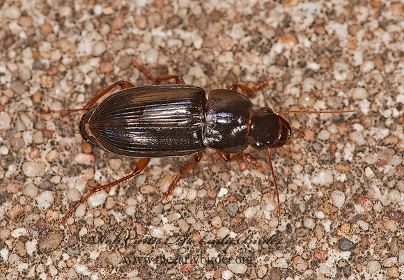 Selenophorus 8023311z