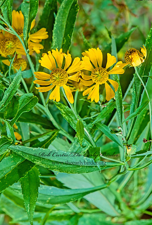 Helenium autumnale  SNEEZEWEED 245310z