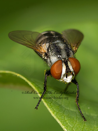 Gymnoclytia occidua  TACHINID FLY  9040660z