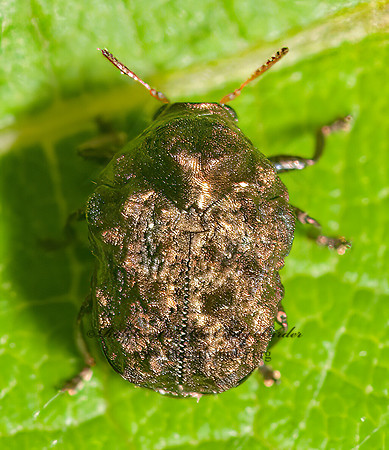 Neochlamisus  WARTY LEAF BEETLE 3013346z