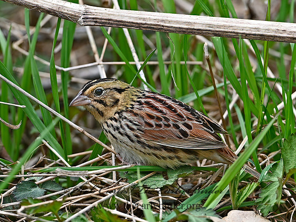 Centronyx henslowii  HENSLOW'S SPARROW 1301656z