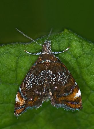 Prochoreutis inflatella  SKULLCAP SKELETONIZER MOTH 6009084z