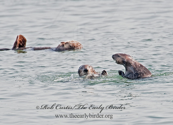 Enhydra lutris nereis  SOUTHERN SEA OTTER 8020307 z