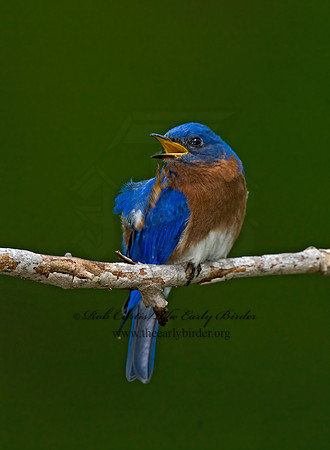 Sialia sialis  EASTERN BLUEBIRD 6003821z