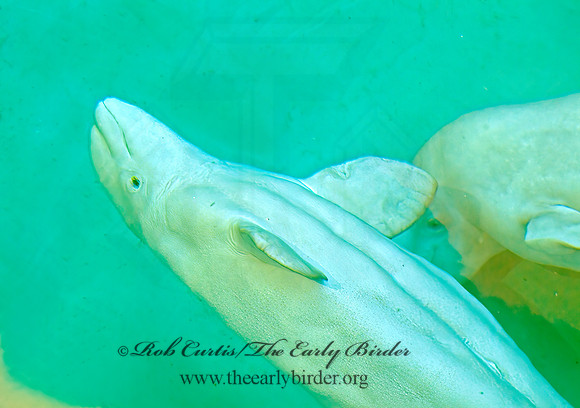 Delphinapterus leucas  BELUGA 4002603z