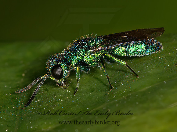 Chrysidini tp2  CUCKOO WASP 9041375z