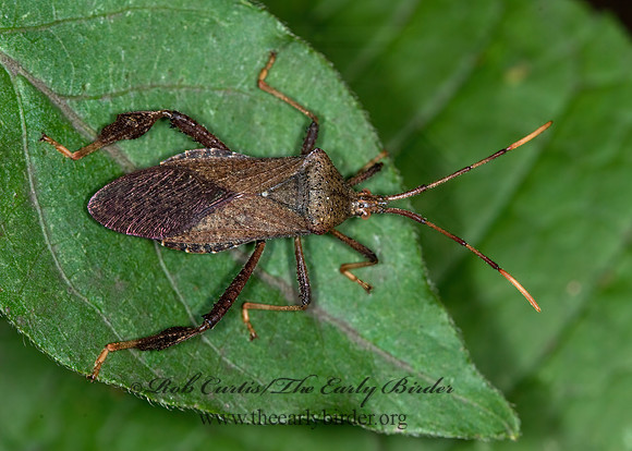 Acanthocephala terminalis 6010919 z