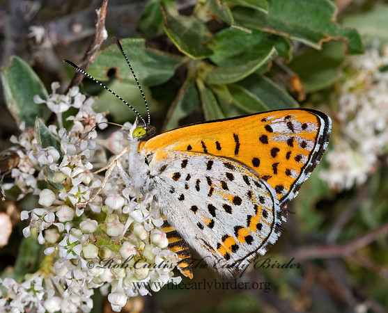 Apodemia nais  NAIS METALMARK 7009751z