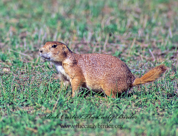 Cynomys ludovicianus  BLACK-TAILED PRAIRIE DOG 134328z