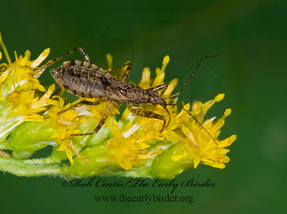 Hoplistoscelis pallescens 6014817z