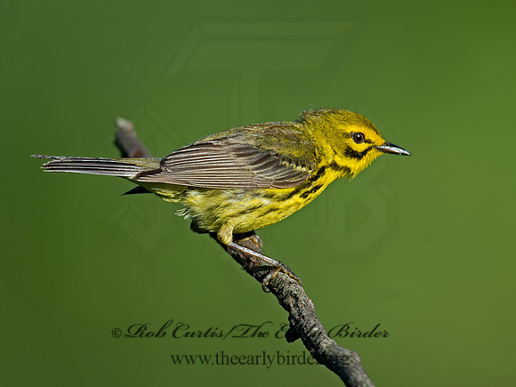 Setophaga discolor  PRAIRIE WARBLER  9023528z
