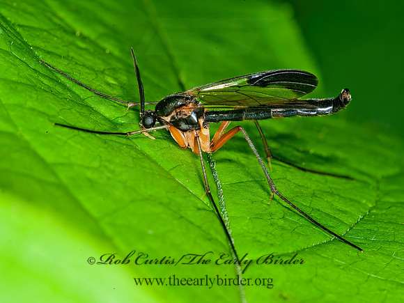 Platyura manteri  PREDATORY FUNGUS GNAT 8034551z