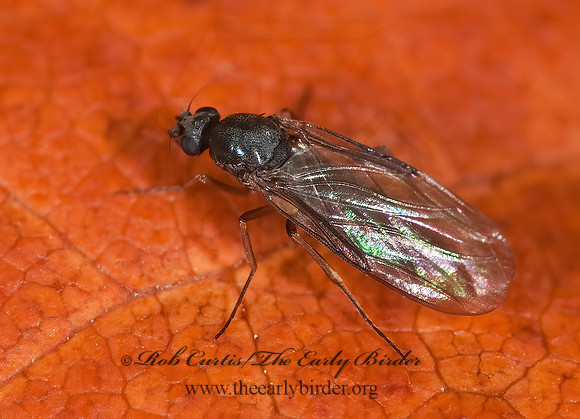 Gymnophora arcuata  SCUTTLE FLY 7017208z
