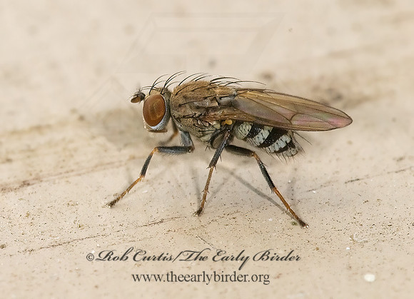 Notiphila  SHORE FLY 7003091z