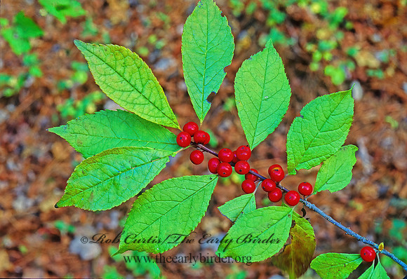 Ilex verticillata  WINTERBERRY 44212z
