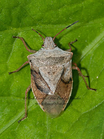 Euschistus servus or variolarius  STINKBUG 3016858z