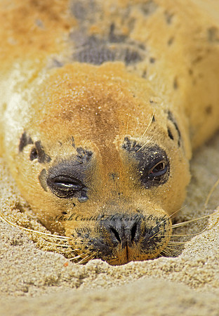 Phoca vitulina  HARBOR SEAL 124525z
