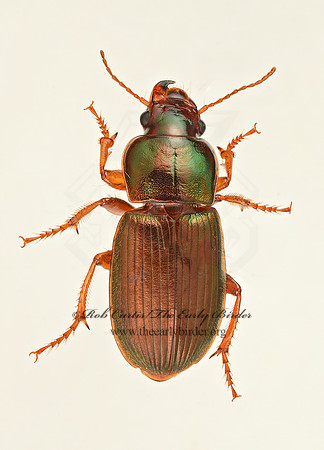 Harpalus affinis 9019286z