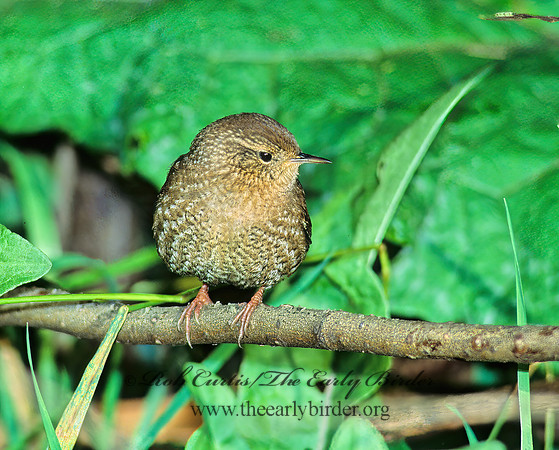 Troglodytes hiemalis  WINTER WREN 80310 z