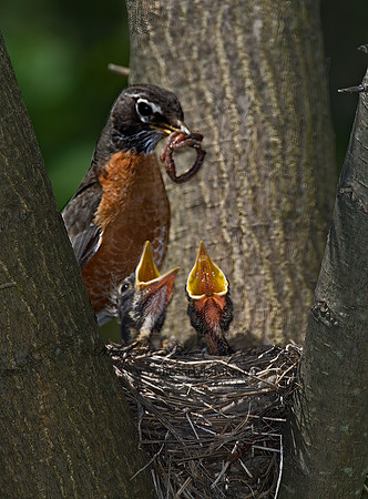 Turdus migratorius  AMERICAN ROBIN 6006191 IFz