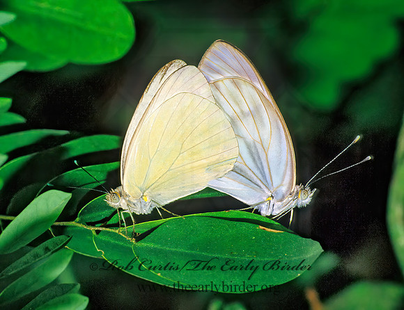 Ascia monuste  GREAT SOUTHERN WHITE 18619z