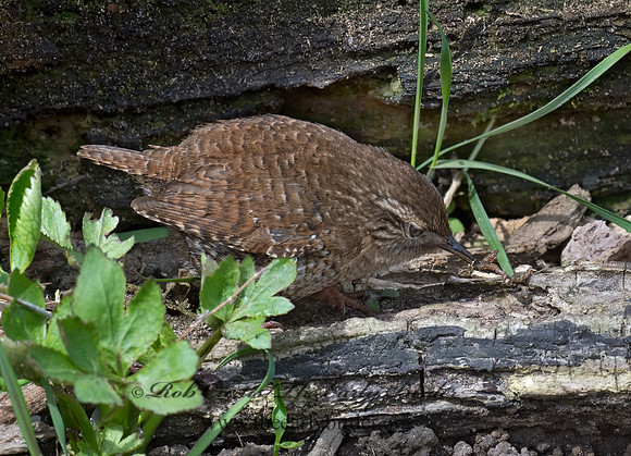 Troglodytes hiemalis  WINTER WREN 9028321z